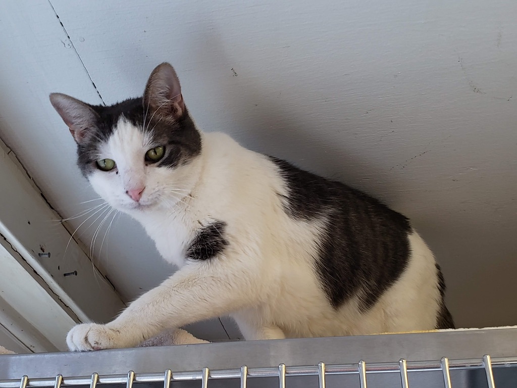 Jax, a Adoptable Domestic Short Hair in Ocean City, NJ image 1/4