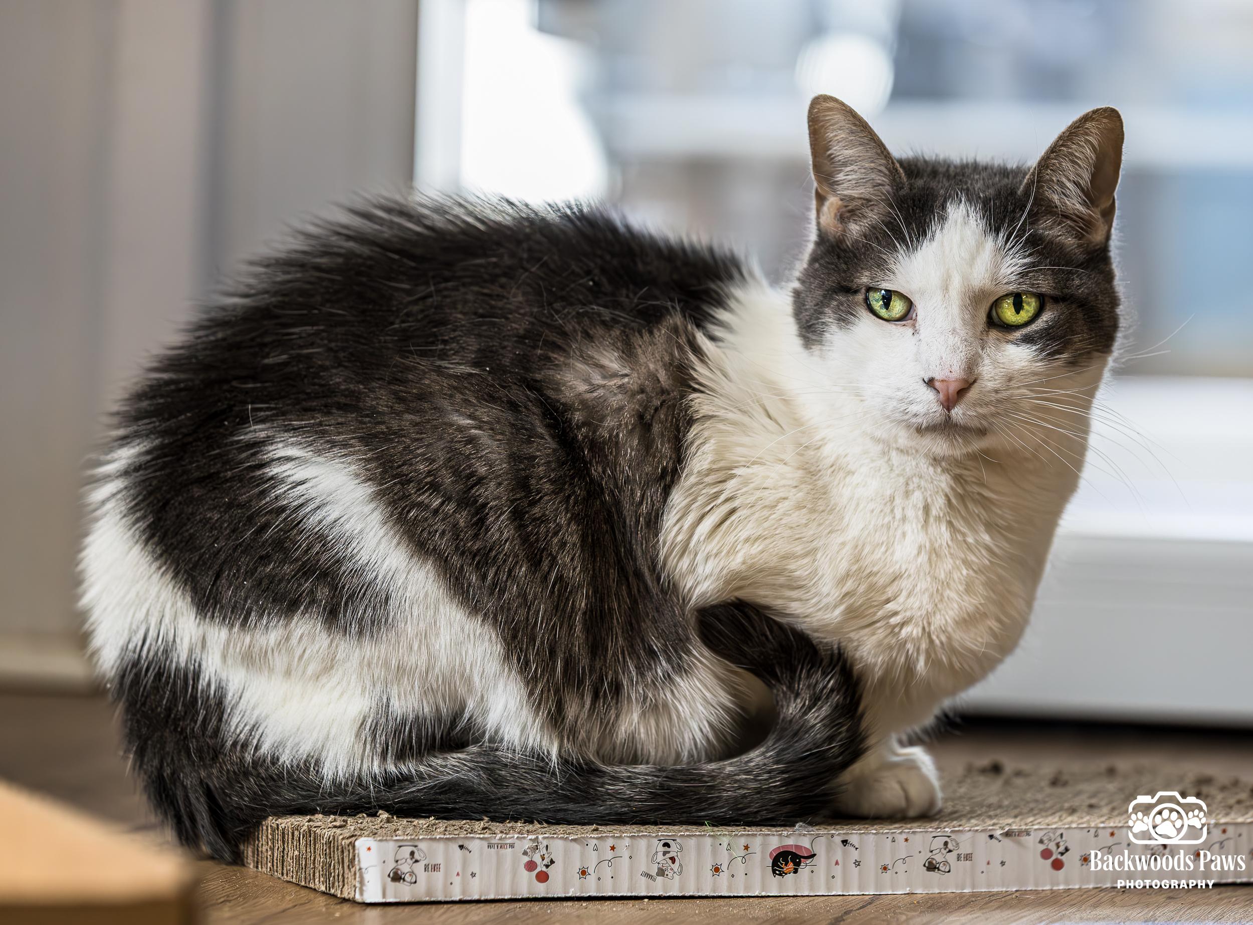Enlarge Jax, a Adoptable Domestic Short Hair in Ocean City, NJ image 2/3