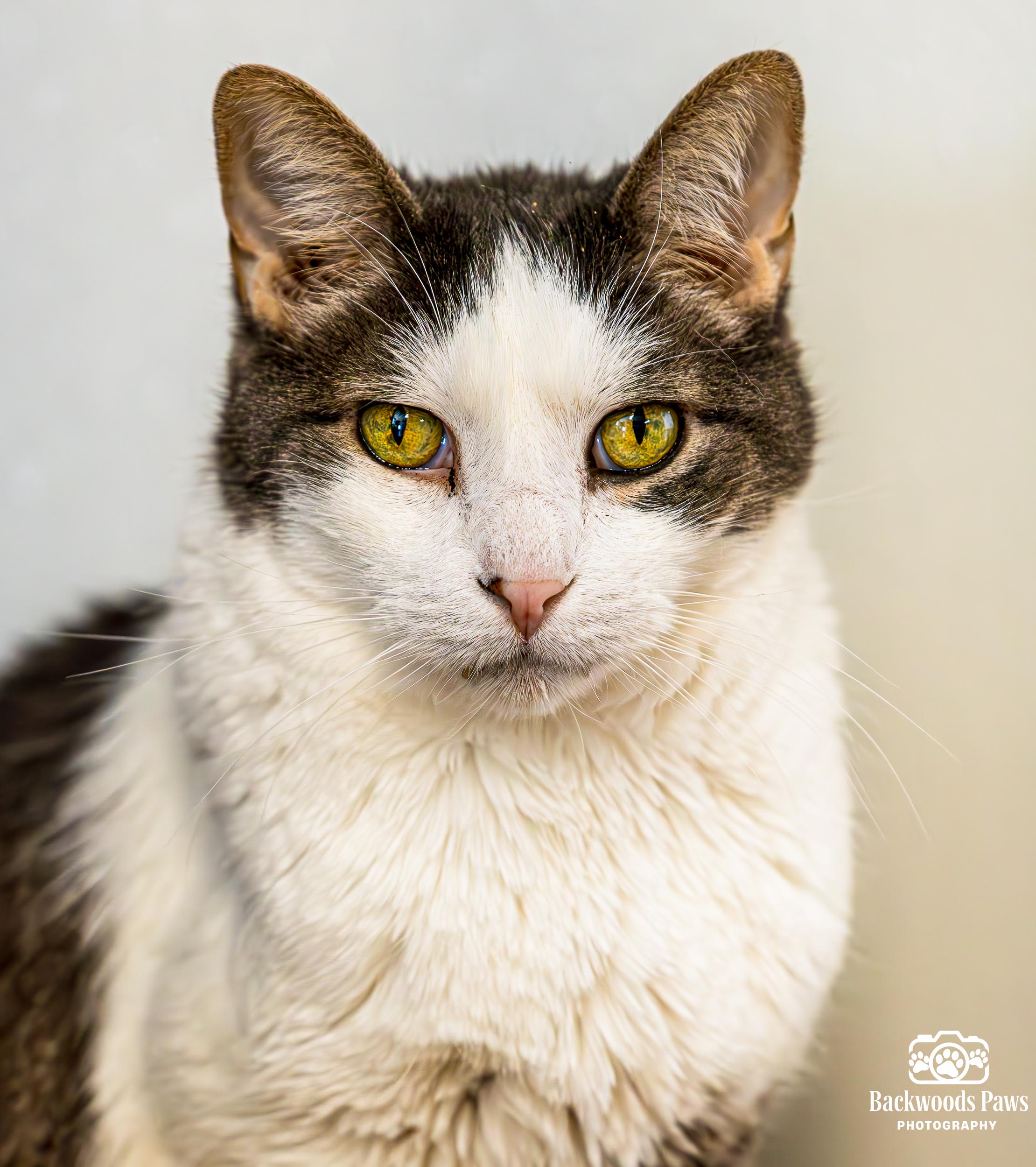 Jax, Adoptable, Senior Male Domestic Short Hair.