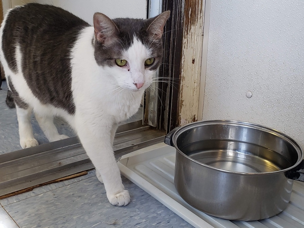 Jax, Adoptable, Adult Male Domestic Short Hair.