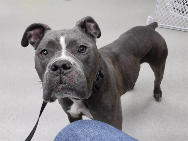 Enlarge CHAOS, a Adoptable mixed breed in Omaha, NE image 1/1
