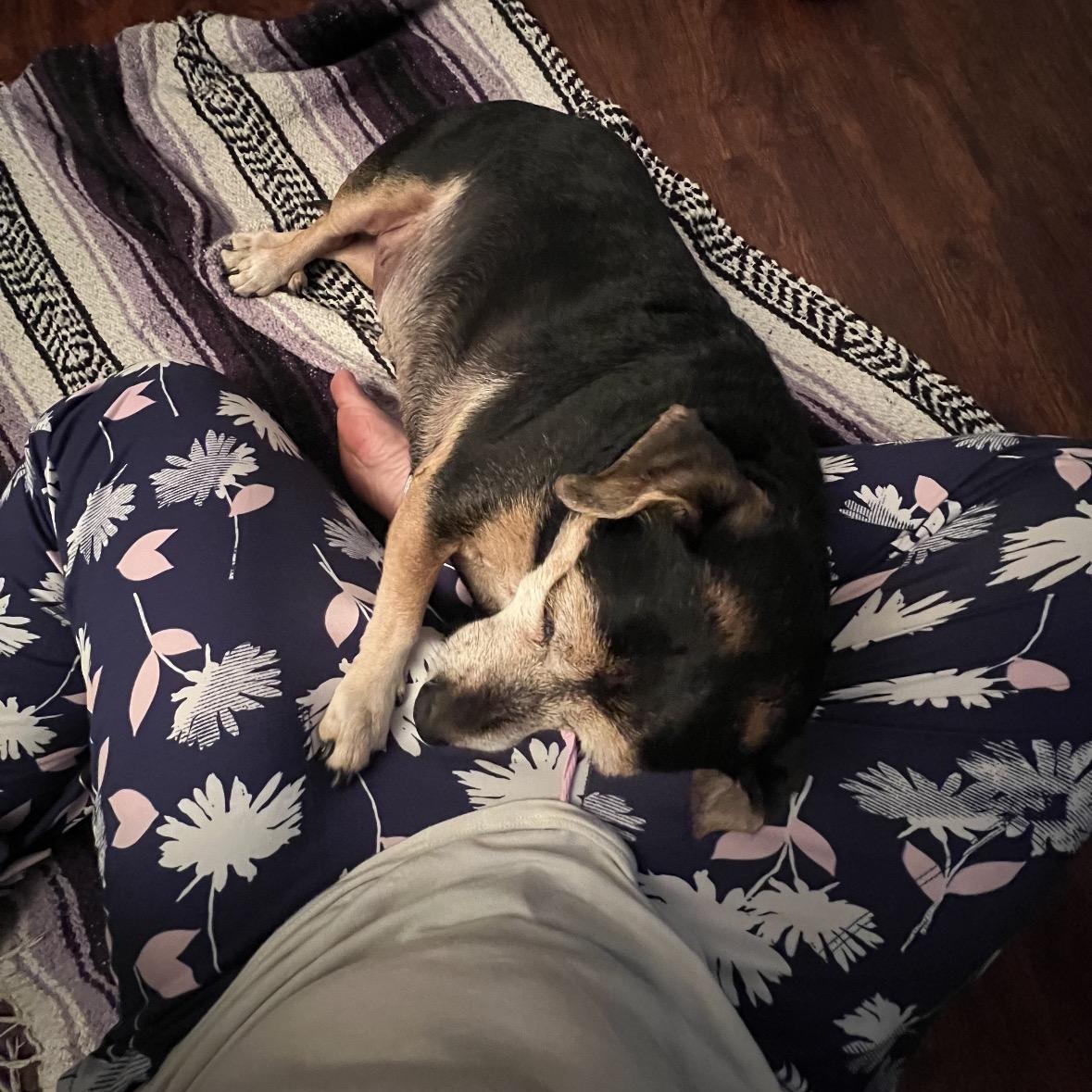 Enlarge BAXTER!, a ADOPTABLE mixed breed in Trabuco Canyon, CA image 3/6