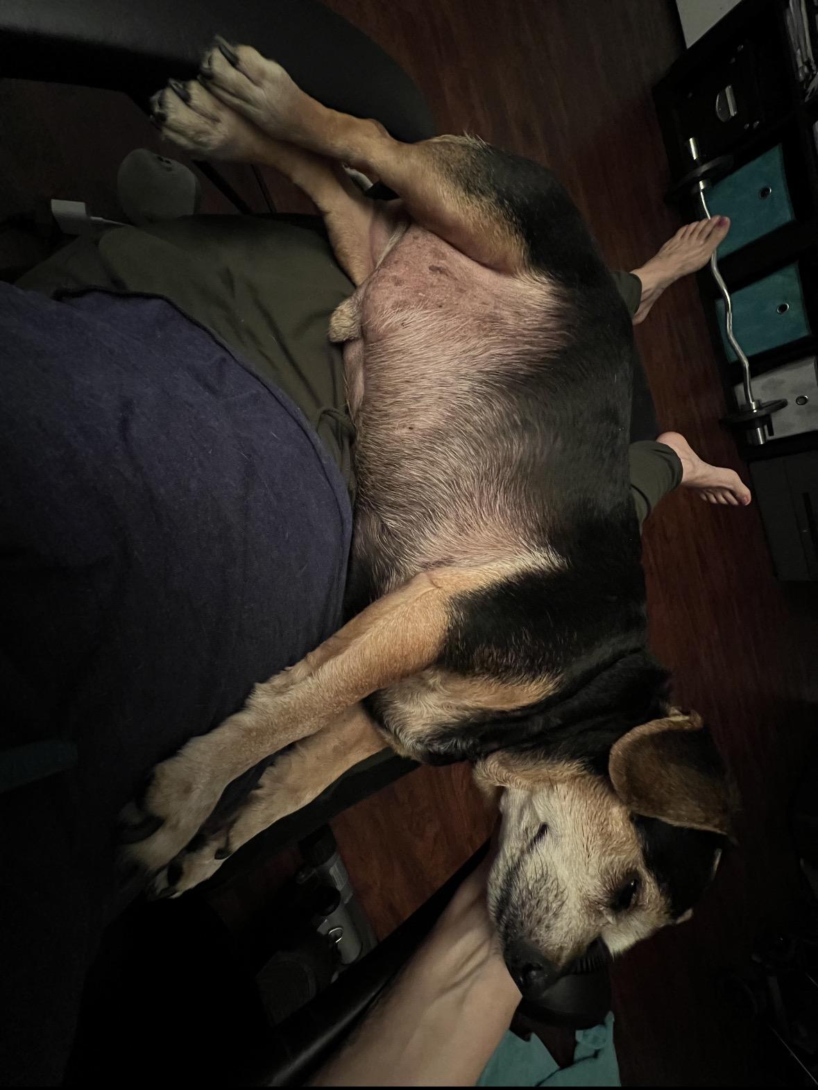 Enlarge BAXTER!, a ADOPTABLE mixed breed in Trabuco Canyon, CA image 2/6