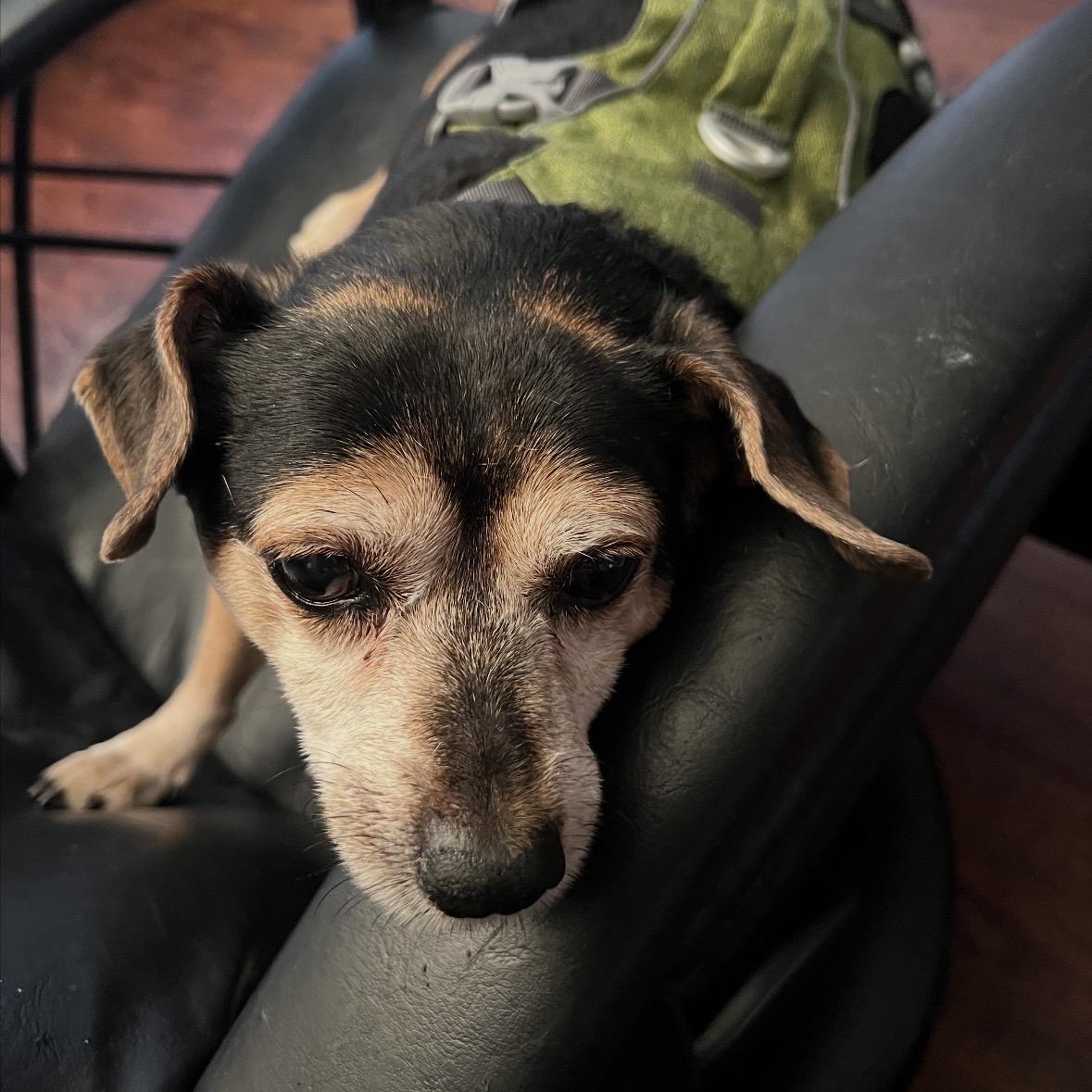 Enlarge BAXTER!, a ADOPTABLE mixed breed in Trabuco Canyon, CA image 6/6