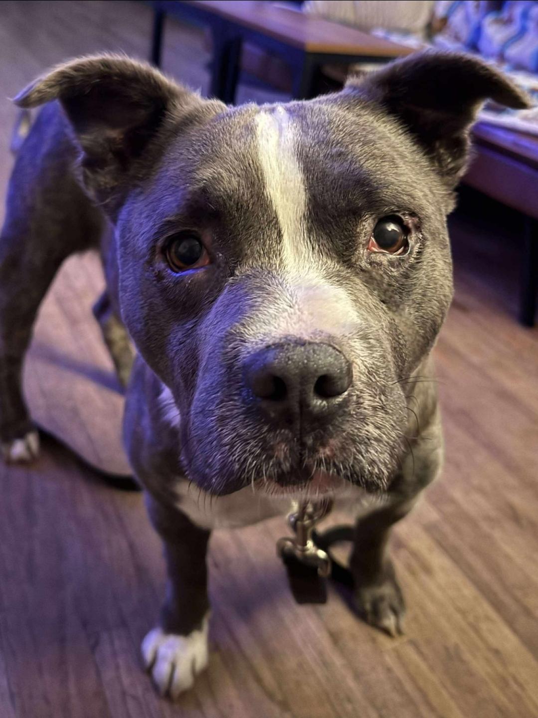Tucker, an adoptable American Staffordshire Terrier, Pit Bull Terrier in Mountain Home, ID, 83647 | Photo Image 4