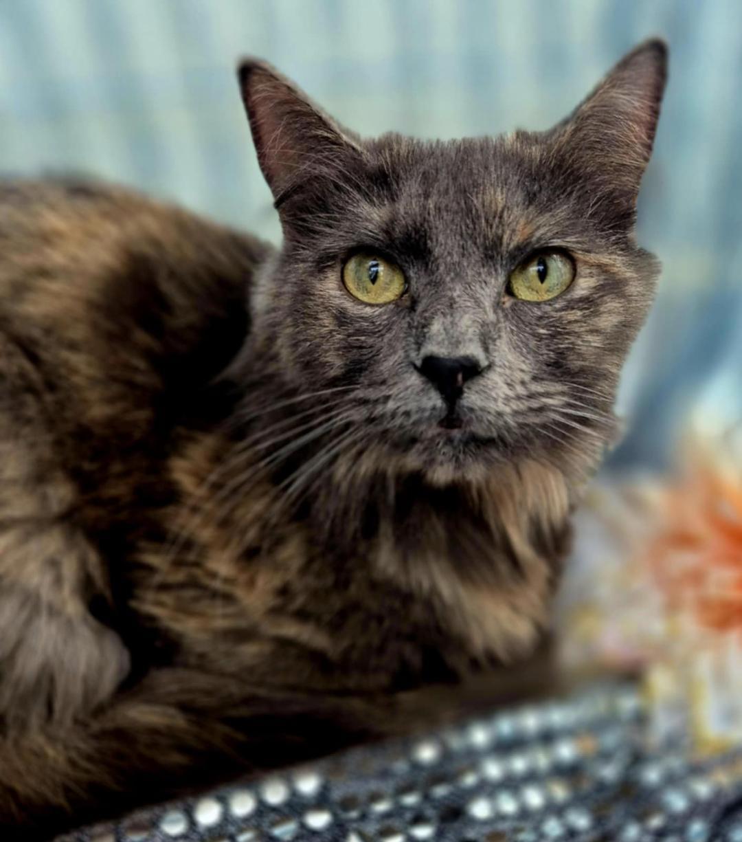 Riona, Young Female Domestic Long Hair