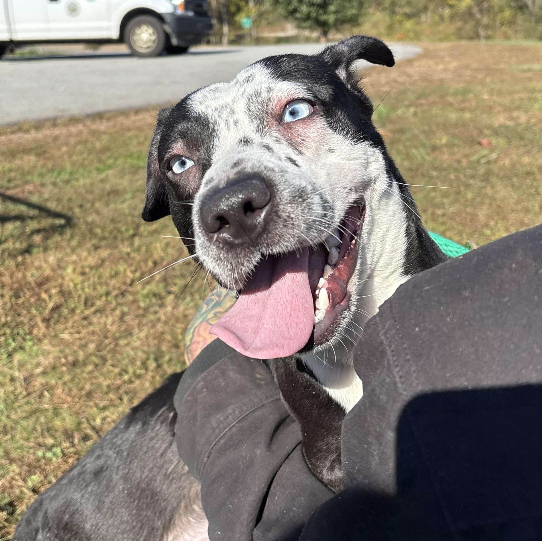 Big Mac, Adoptable, Young Male Bluetick Coonhound.