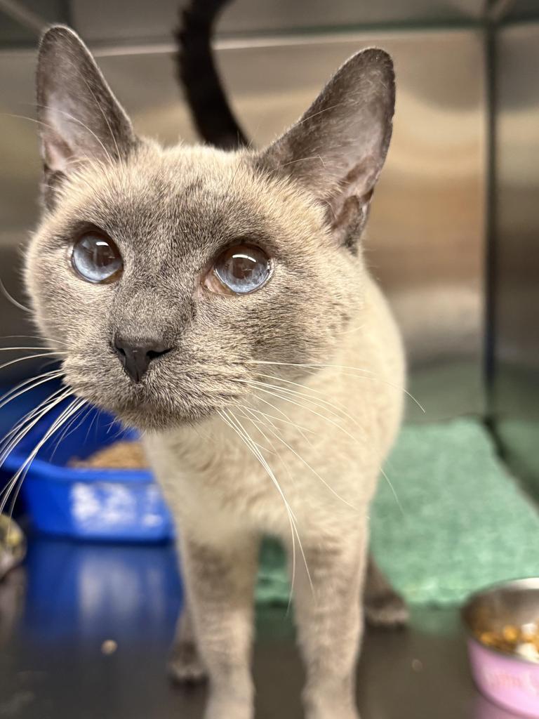 Smokey, Adoptable, Senior Male Domestic Short Hair.