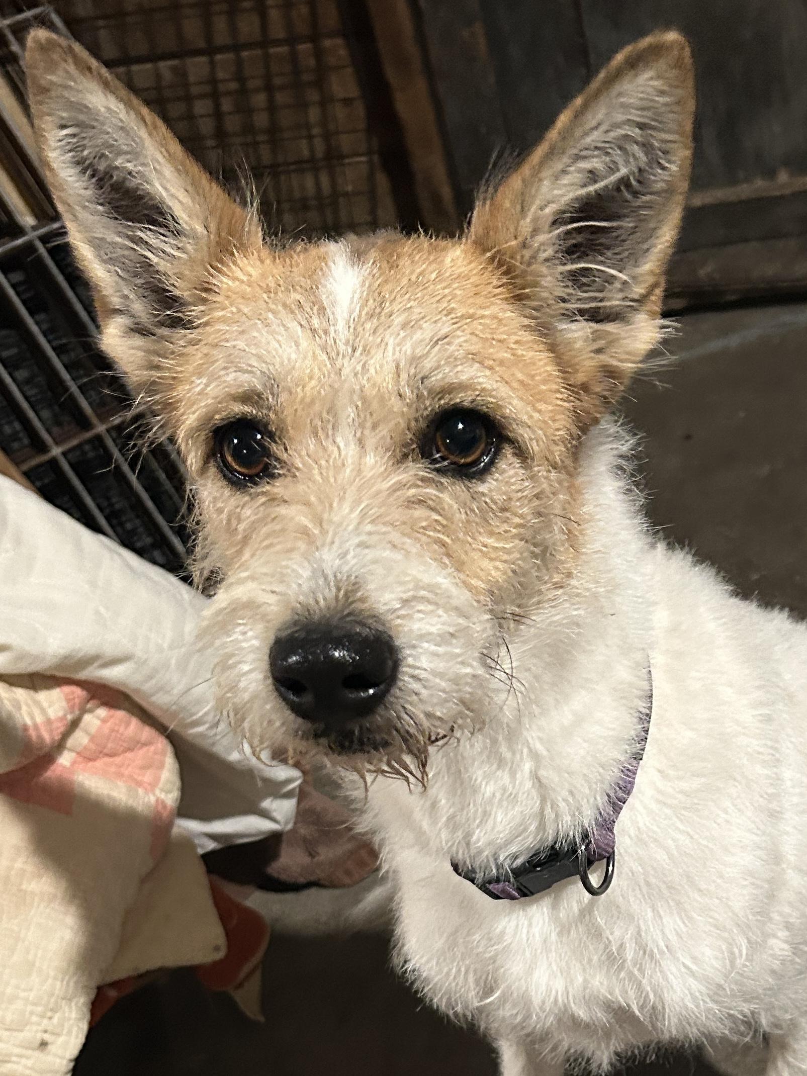 Enlarge COOKIE , a ADOPTABLE mixed breed in El Cajon, CA image 5/5
