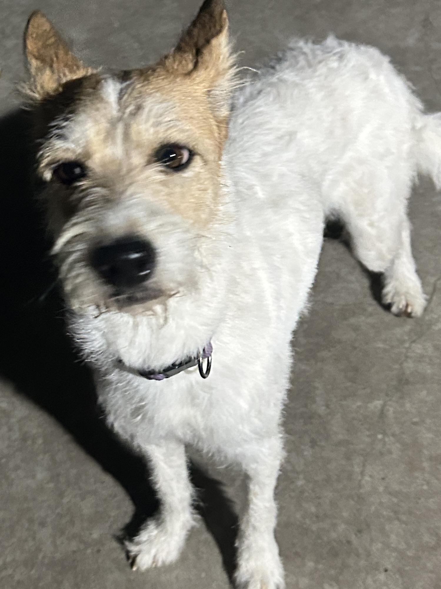 Enlarge COOKIE , a ADOPTABLE mixed breed in El Cajon, CA image 2/5