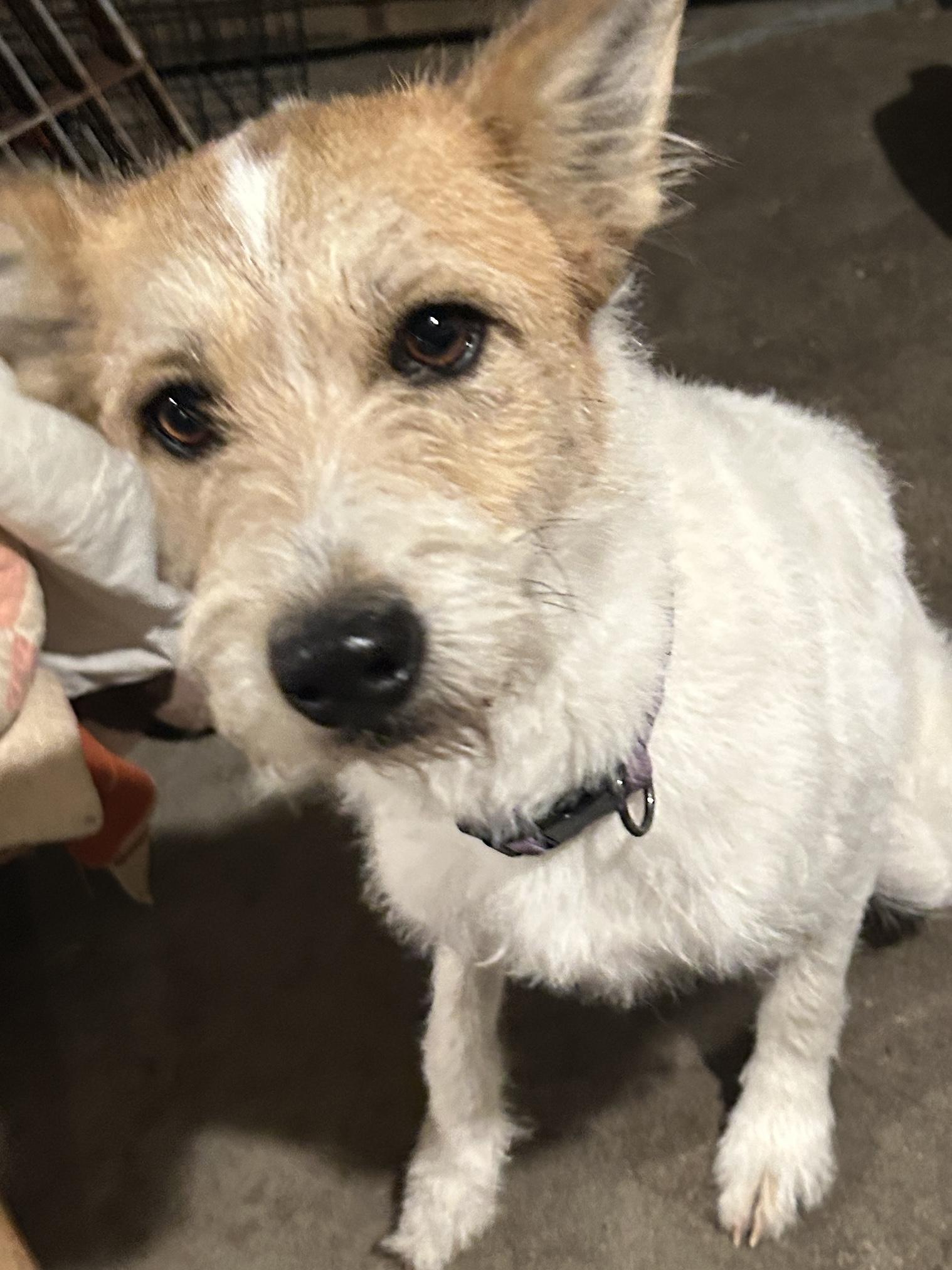 Enlarge COOKIE , a ADOPTABLE mixed breed in El Cajon, CA image 3/5