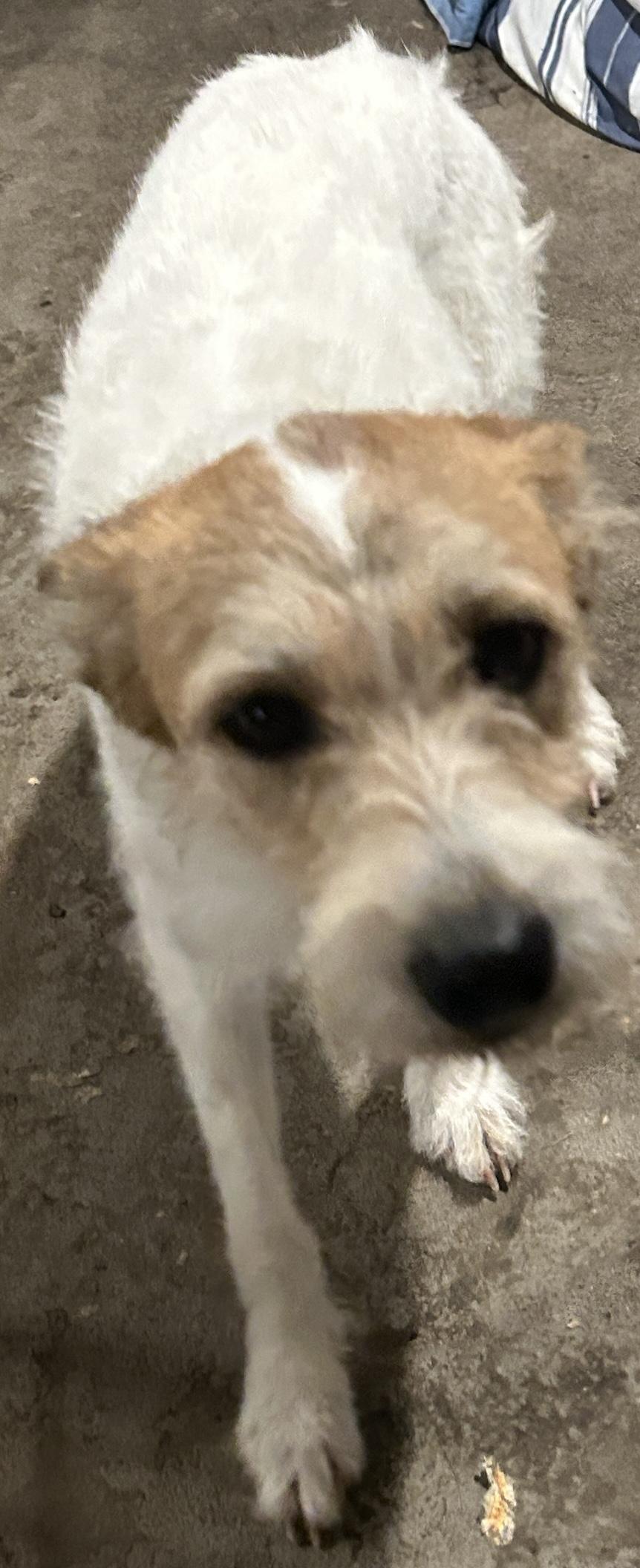 Enlarge COOKIE , a ADOPTABLE mixed breed in El Cajon, CA image 1/5