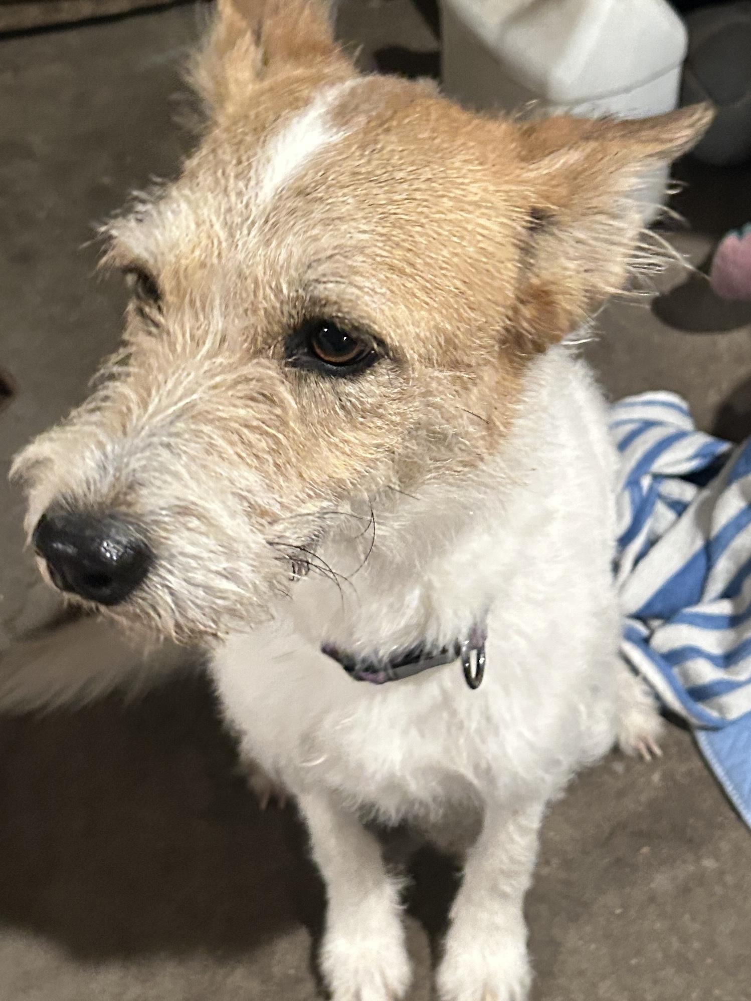 Enlarge COOKIE , a ADOPTABLE mixed breed in El Cajon, CA image 4/5