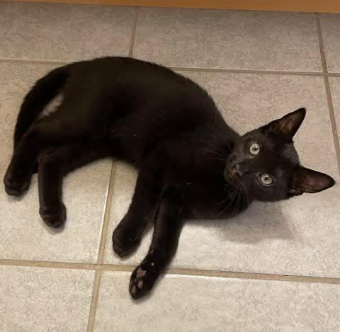 Tuffnut, Adoptable, Kitten Male Domestic Short Hair.