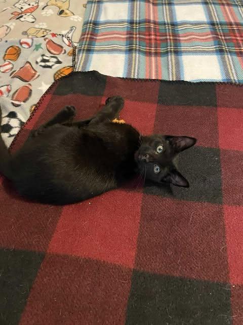 Enlarge Tuffnut, a Adoptable Domestic Short Hair in Gettysburg, PA image 2/2