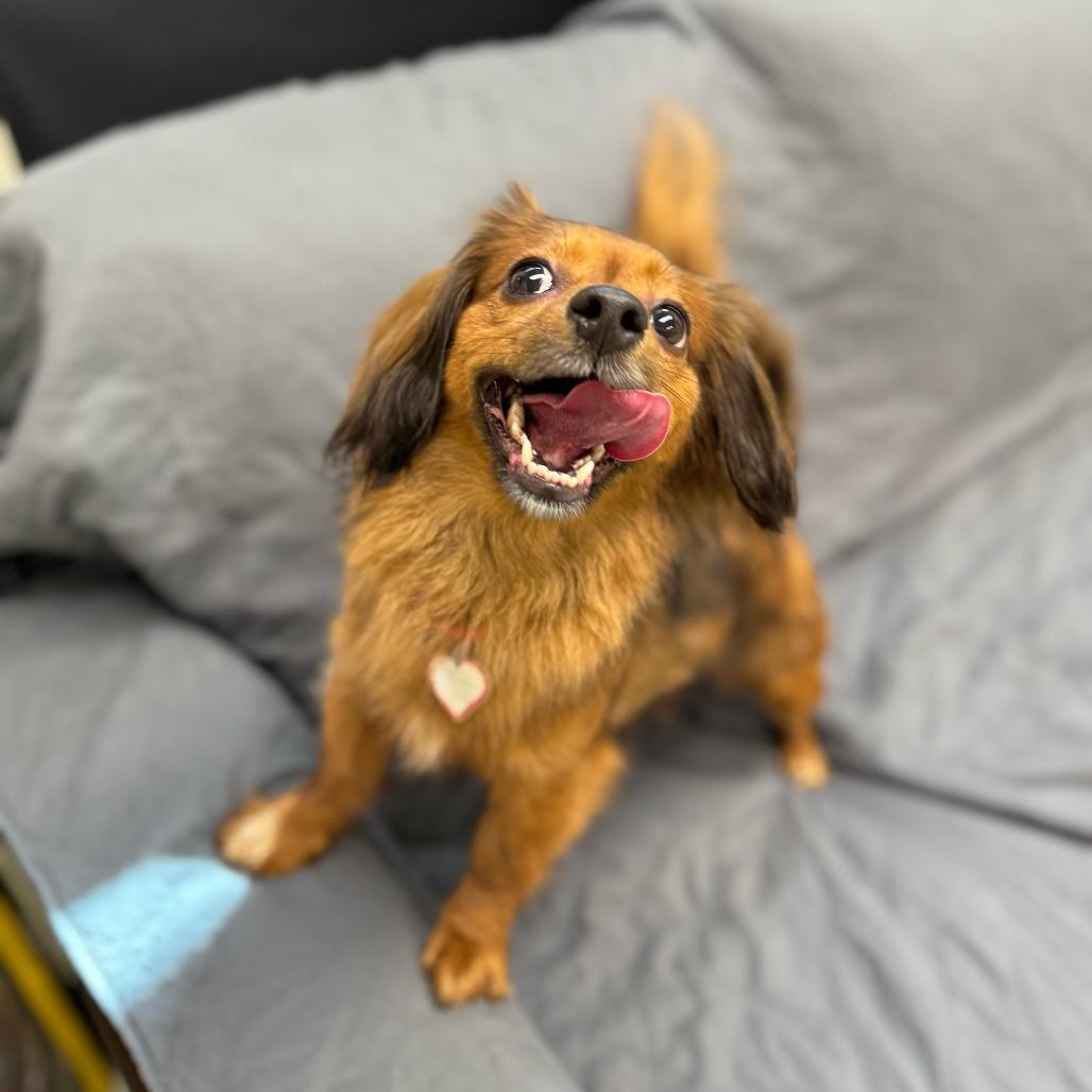 Luna - See my Video!, Adoptable, Adult Female Chihuahua.