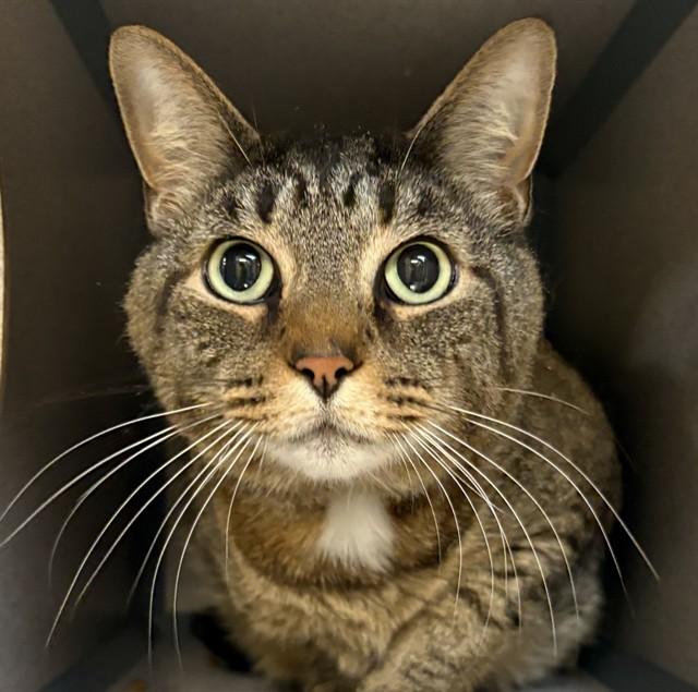 SNICKERS, Adoptable, Adult Male Domestic Short Hair.