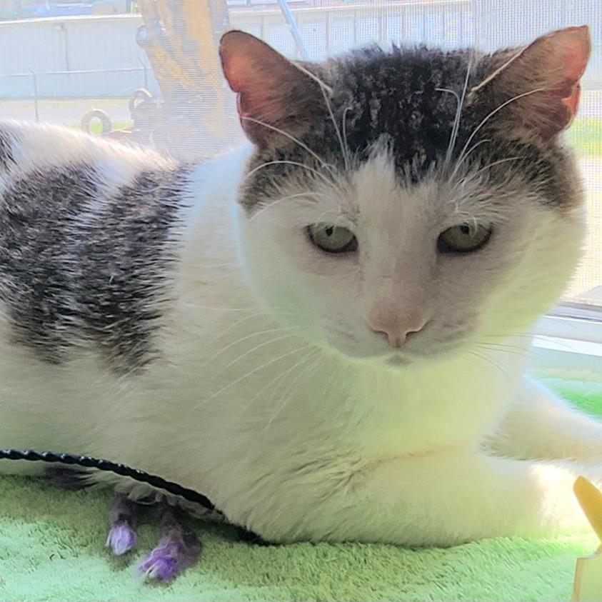 Toby, Adoptable, Adult Male Domestic Short Hair.