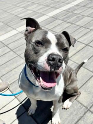 Charlie, a ADOPTABLE mixed breed in East Point, GA image 2/2