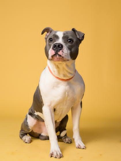 Charlie, a ADOPTABLE mixed breed in East Point, GA image 1/2