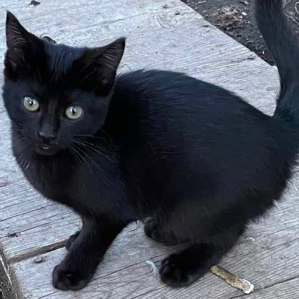 Enlarge Nellie, a Adopted mixed breed in Andover, MN image 1/2