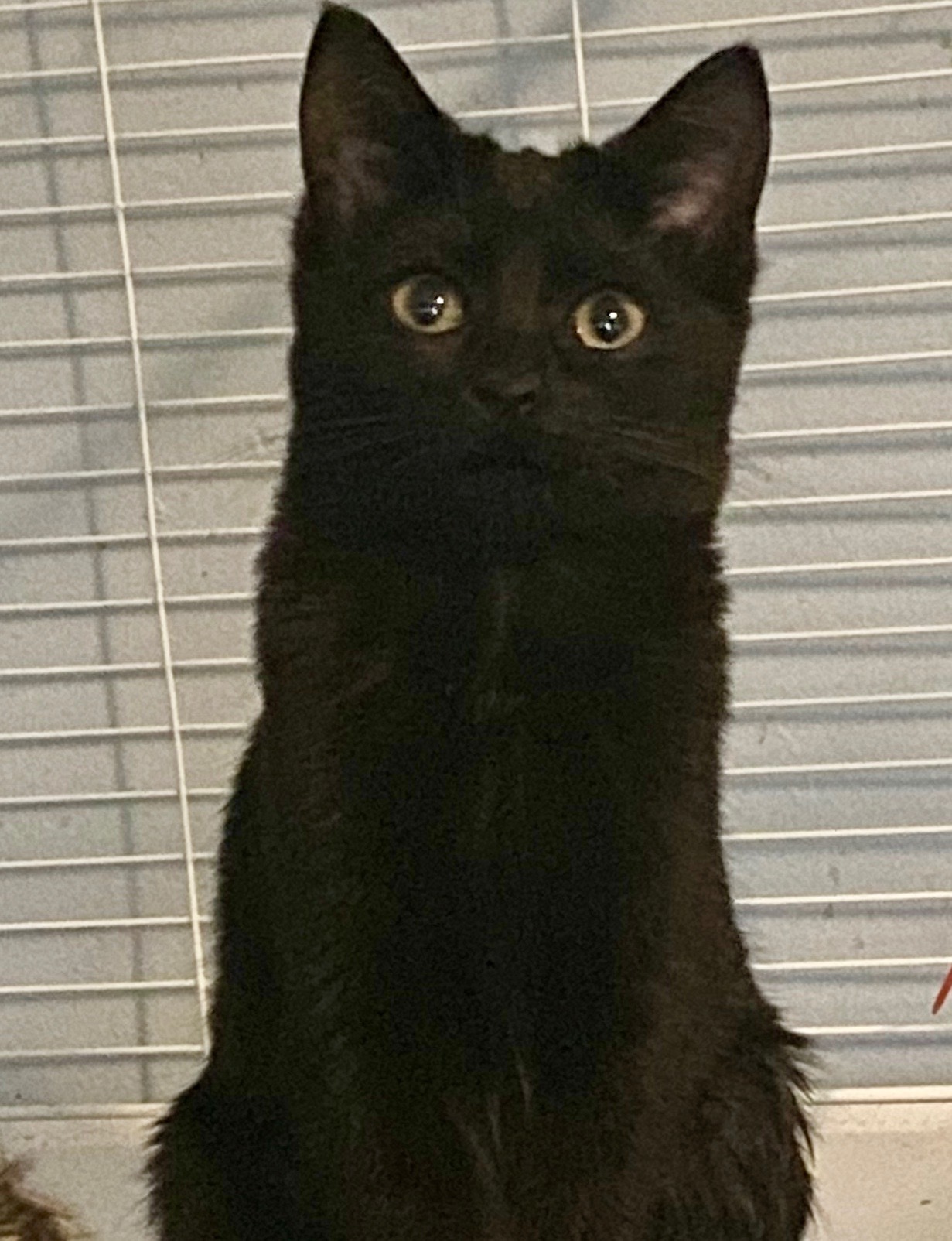 Enlarge Nellie, a Adopted mixed breed in Andover, MN image 2/2