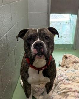 Luke, Adoptable, Adult Male American Staffordshire Terrier.