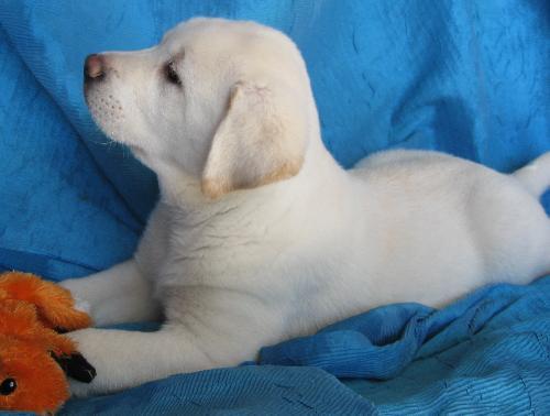Enlarge Beauty's Beast, a Adopted mixed breed in Cuba, NY image 1/3