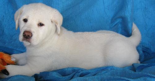 Enlarge Beauty's Beast, a Adopted mixed breed in Cuba, NY image 2/3