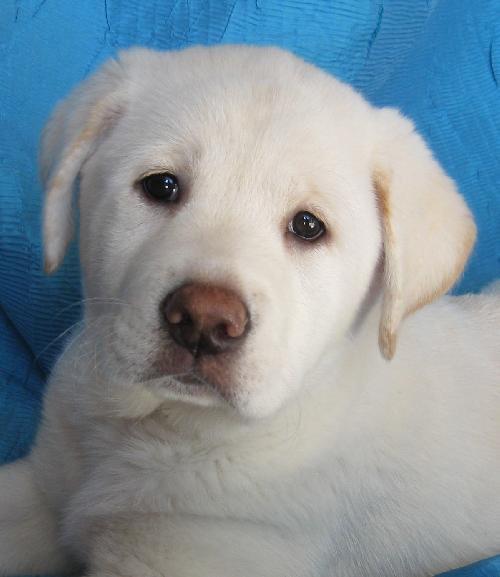 Enlarge Beauty's Beast, a Adopted mixed breed in Cuba, NY image 3/3
