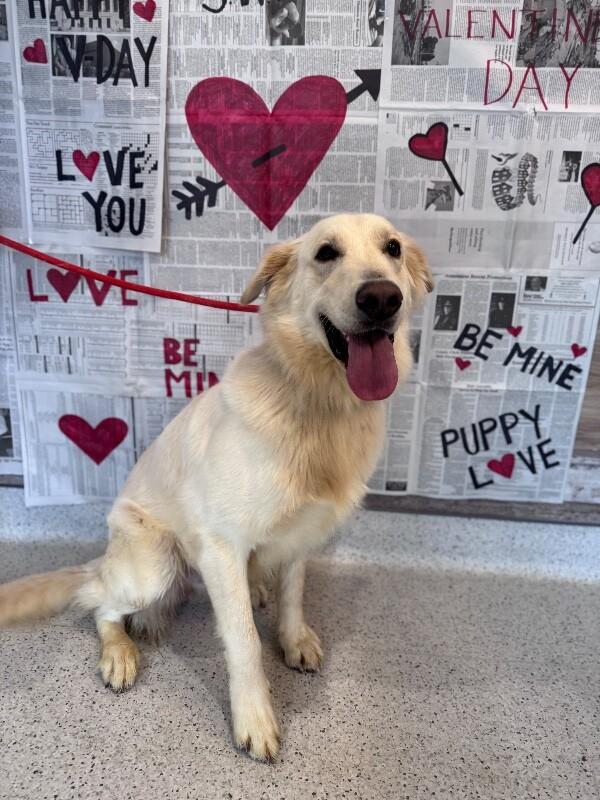 Duke, Adoptable, Adult Male Golden Retriever & Great Pyrenees.