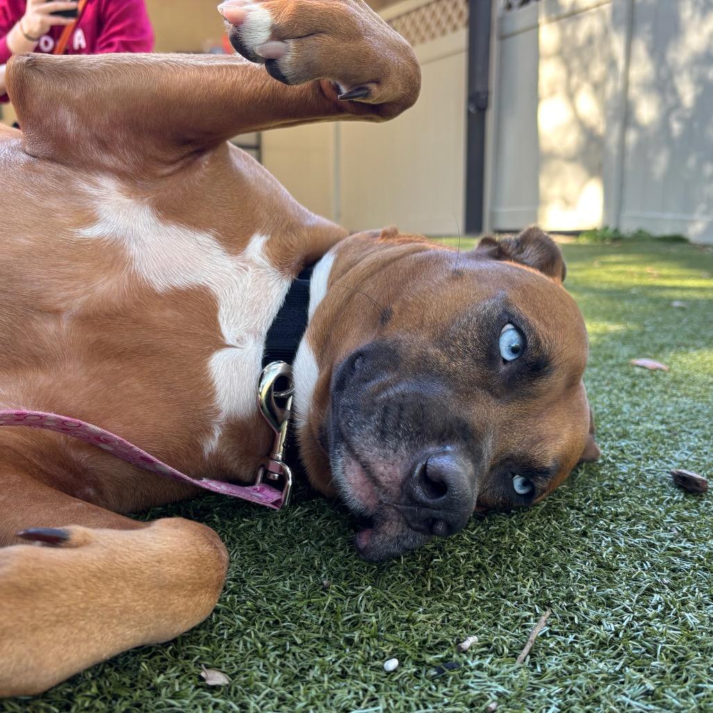 Enlarge Rico, a Adoptable Mixed Breed in Titusville, FL image 2/5