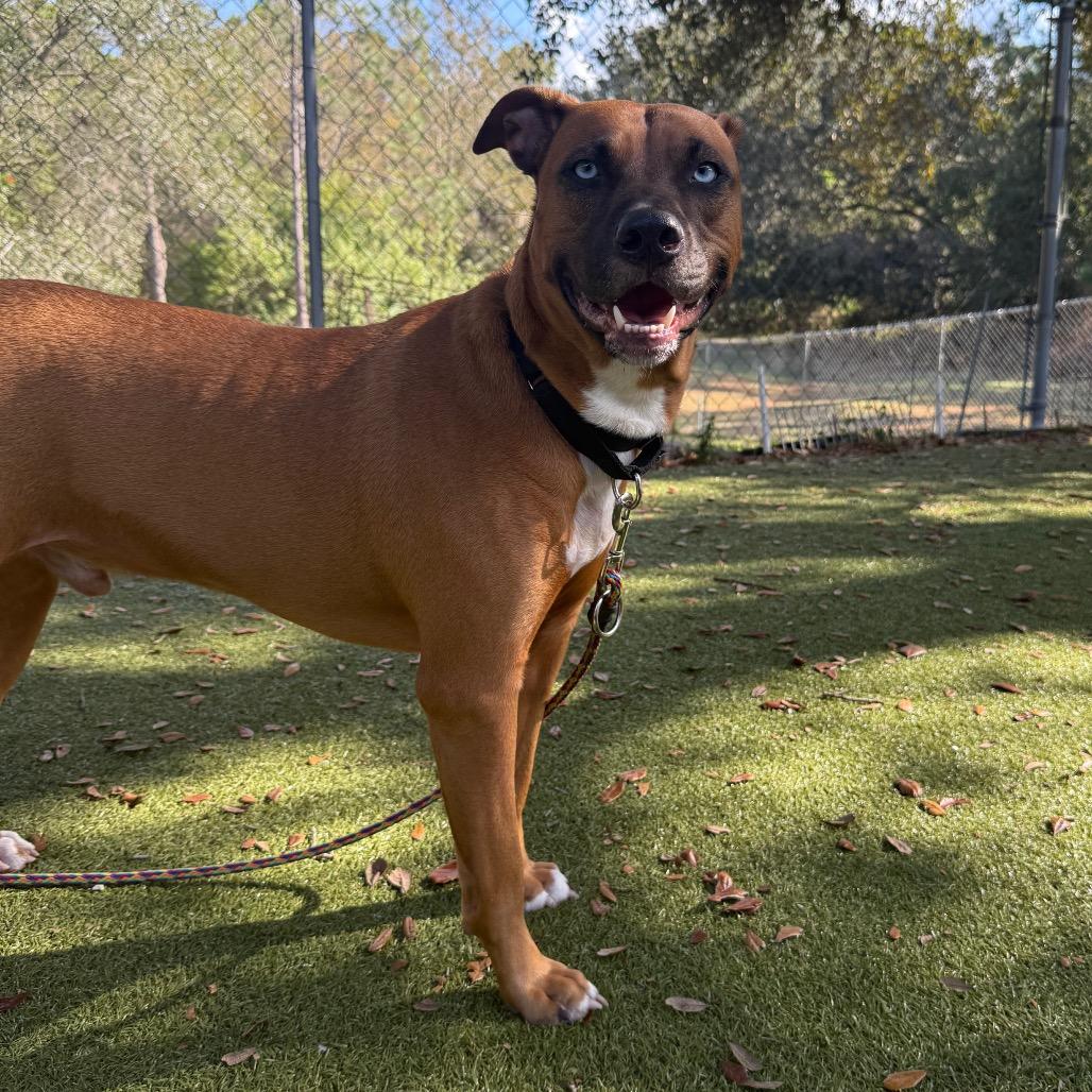 Enlarge Rico, a Adoptable Mixed Breed in Titusville, FL image 3/5