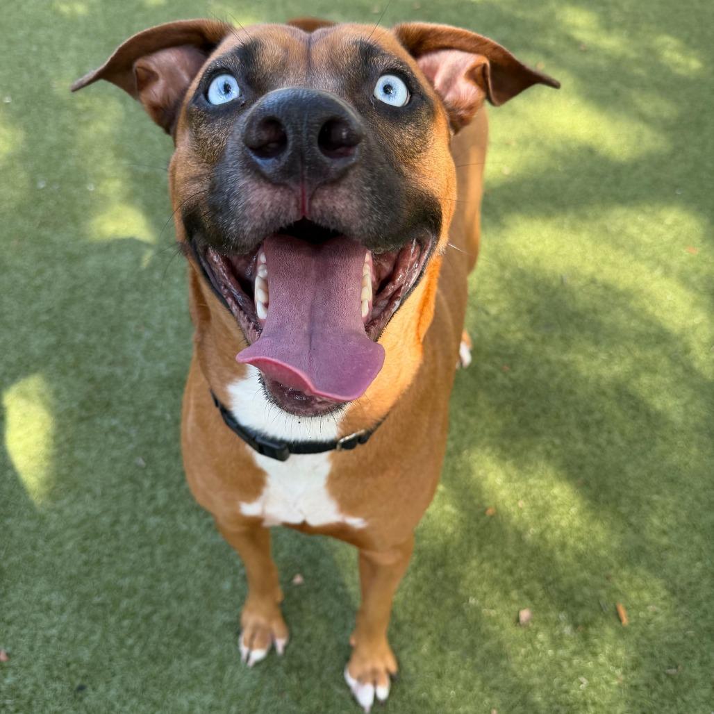 Enlarge Rico, a Adoptable Mixed Breed in Titusville, FL image 4/5