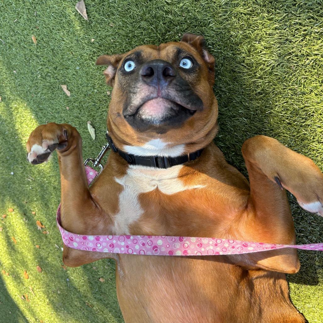 Enlarge Rico, a Adoptable Mixed Breed in Titusville, FL image 5/5