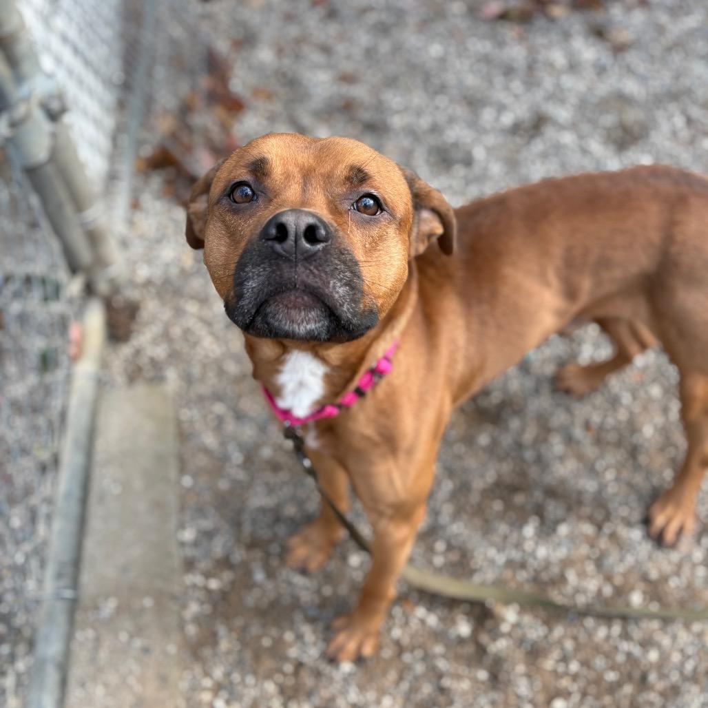Juice, a Adoptable Mixed Breed in West Olive, MI image 1/6