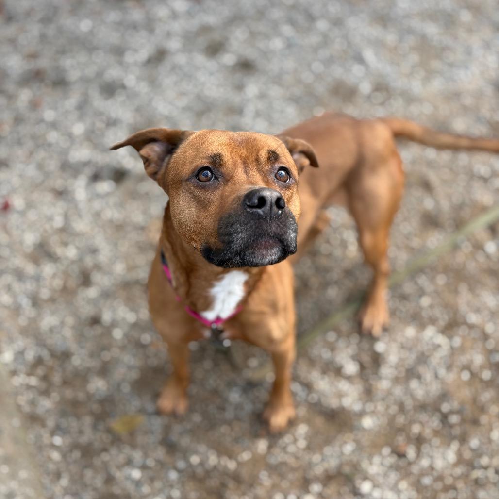 Juice, a Adoptable Mixed Breed in West Olive, MI image 2/6