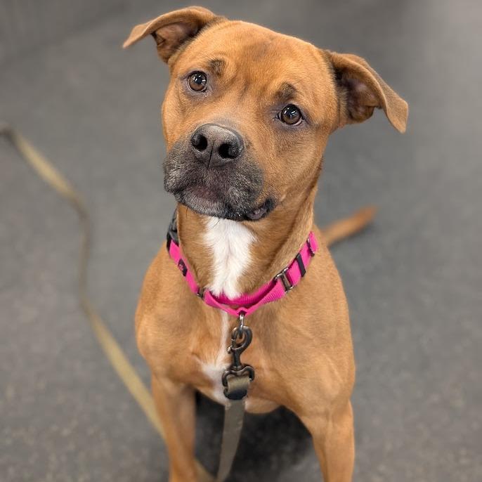 Juice, a Adoptable Mixed Breed in West Olive, MI image 3/6