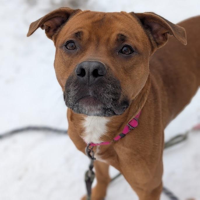 Juice, a Adoptable Mixed Breed in West Olive, MI image 4/6