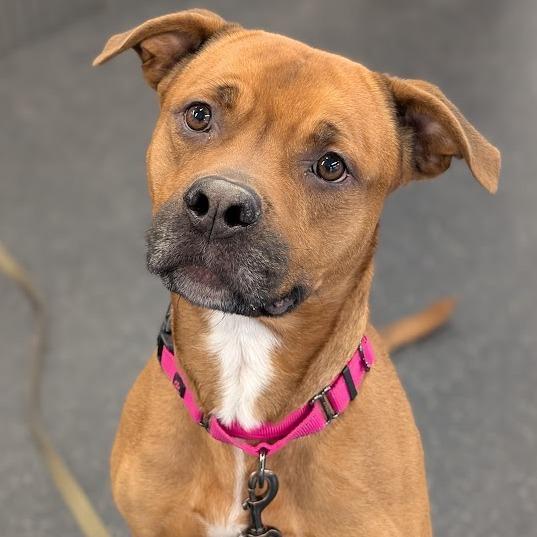 Juice, a Adoptable Mixed Breed in West Olive, MI image 5/6