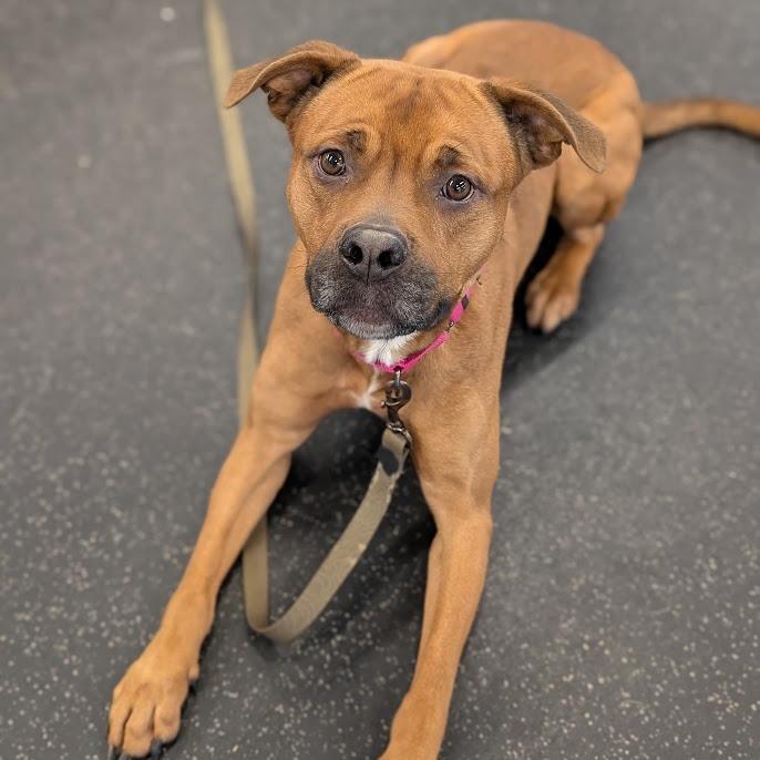 Juice, a Adoptable Mixed Breed in West Olive, MI image 6/6