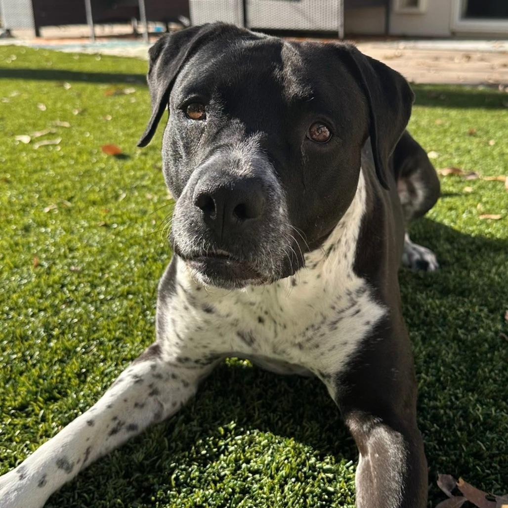 Bebe — thumbnail 2