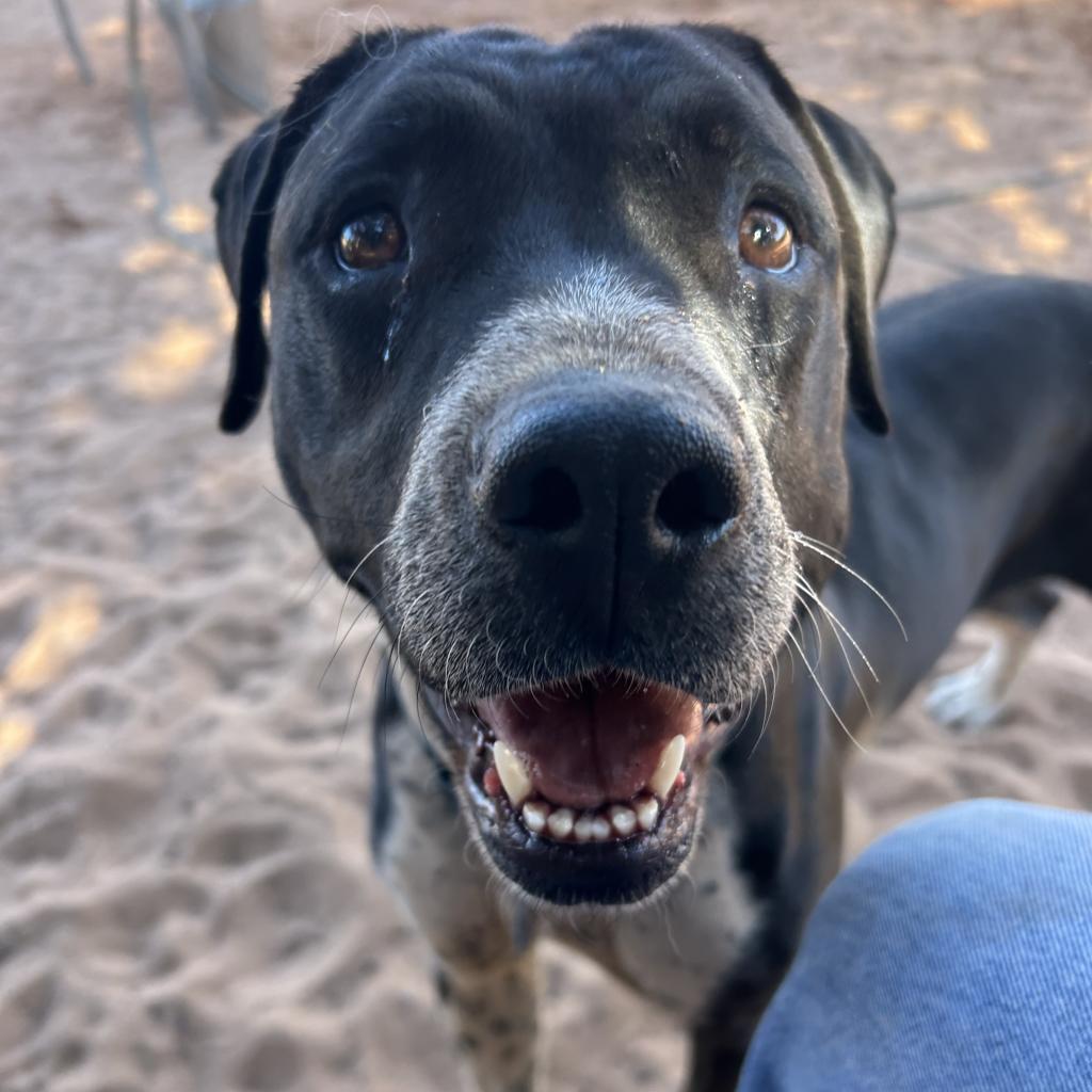 Bebe — thumbnail 3