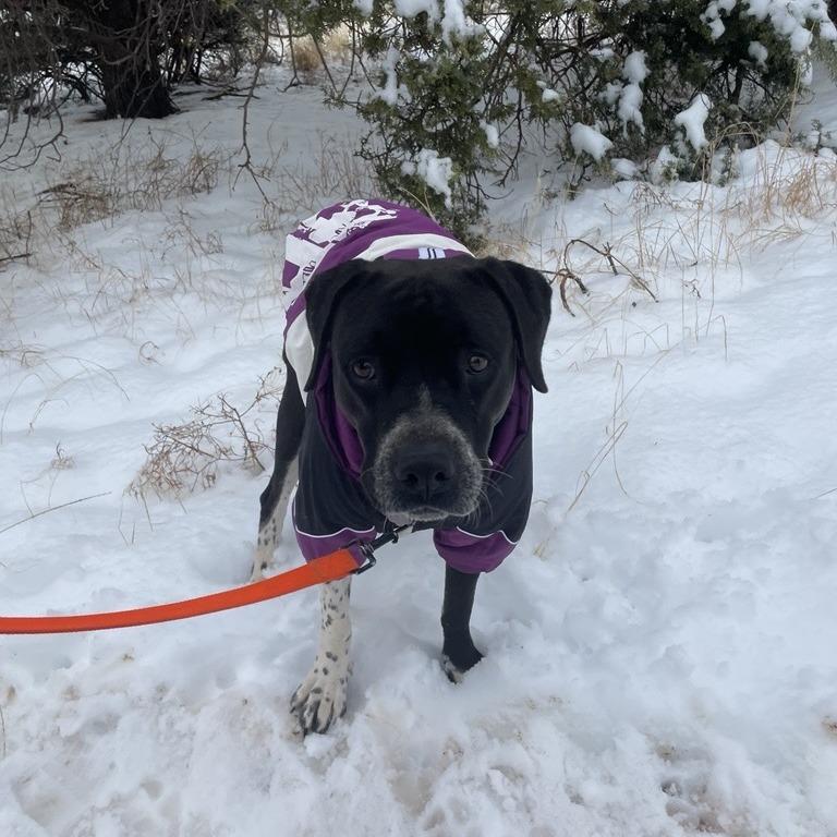 Bebe — thumbnail 5