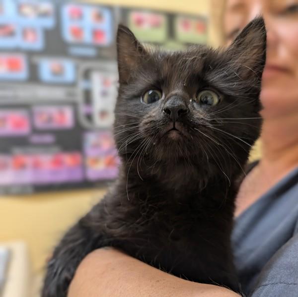 Bananarama, Adoptable, Kitten Female Domestic Long Hair.