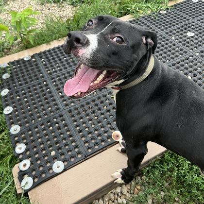 Enlarge Rune, a ADOPTABLE mixed breed in Dubuque, IA image 2/2