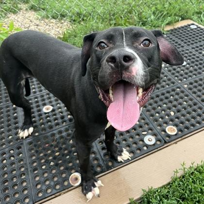 Enlarge Rune, a ADOPTABLE mixed breed in Dubuque, IA image 1/2