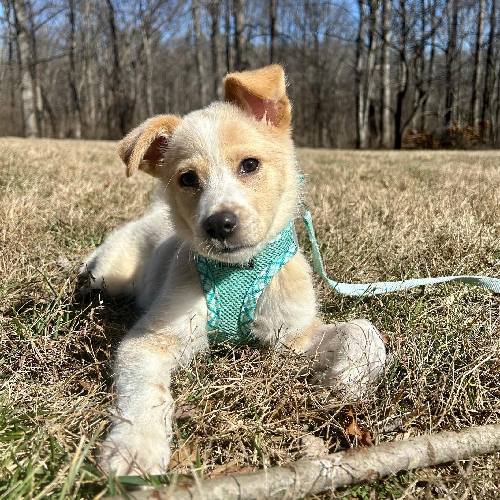 Enlarge Little Lemon, an adoption pending mixed breed in Reston, VA image 1/6