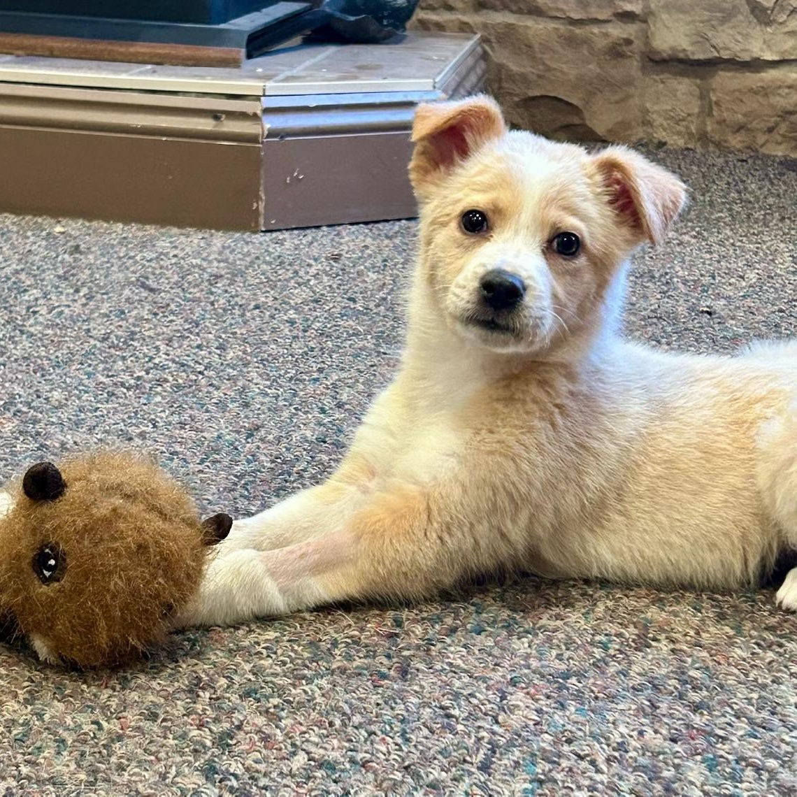Little Lemon, ADOPTABLE, Puppy Female Border Collie & Australian Shepherd.