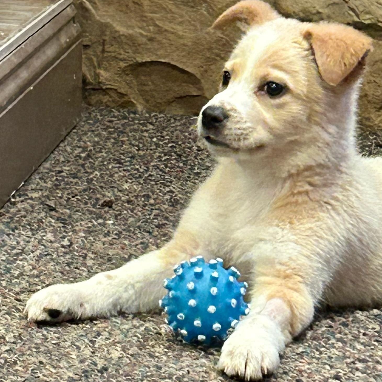 Enlarge Little Lemon, a ADOPTABLE mixed breed in Reston, VA image 3/6